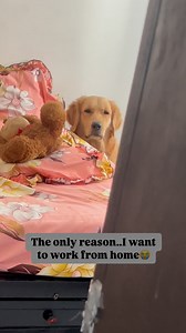 12K views · 8K reactions | Dear Manager salary km krdo aur WFH dedo  #goldenretriever #dogoftheday #cutepuppy #cutedog #doglover | Anniepupstar | Facebook