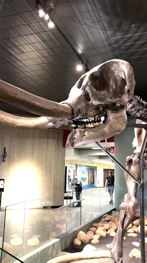 Take full advantage of your day at the Ohio State Fair by visiting the Ohio History Connection's Ohio History Center & Ohio Village - included with your Fair admission! Did you know the Ohio History Center is home to many captivating pieces like a real, preserved two-headed calf born in Ohio in the early 1900s and Conway the Mastodon? Ohio Village offers an immersive experience where visitors can travel back in time to 19th-century Ohio. In addition to daily events at the Village during the Fair