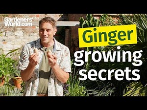 STOP buying ginger! Grow endless fresh ginger at home