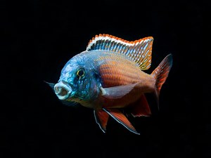 Red Empress Cichlid Care Guide & Species Profile