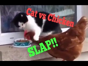 Cat vs Chicken - FOOD FIGHT !! Who will win the Cat or the Chicken - Funny Animal Attack