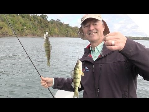 Perch Fishing Tips Using Cut Bait (Alternative to Using Minnows)