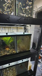 A fresh reset on a Ram breeding tank before we load it with botanicals and pick a new pair to spawn! #ram #dwarfcichlid #fishbreeding #dakuaquatics #fishkeeping #aquarium #aquariumhobby #fish #aquascape #freshwateraquarium #aquariumfish #plantedtank #aquariums #tropicalfish #fishkeeper #aquascaping #aquariumlife #plantedaquarium #nanofish #aquariumsofinstagram #freshwaterfish #freshwatertank #aquascaper #natureaquarium #freshwater #fishofinstagram #nature #nanotank #fishroom | Daku Aquatics