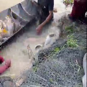 3.8M views · 5.1K reactions | Amazing Fishermen Skills vs. Giant Fish | Survival Fishing | Facebook