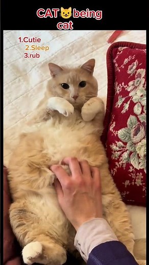 Adorable Cat Moments | Sweet and Cute Cat Compilation#shorts#viral #funny