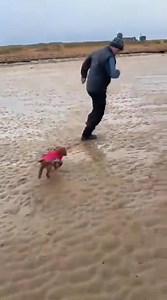 Cherry playing on beach in Elie, Scotland. #cockapoos #dog