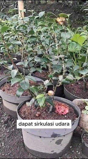 Bunga Camellia
