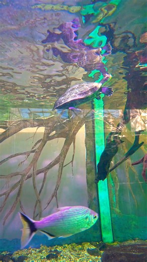 Turtles: Nature’s Most Chill Swim Buddies |#natur3vibes