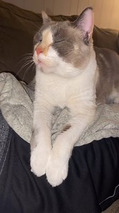 Fritz looks like she took a second edible because she thought the first one wasn’t going to work. Disclaimer she just looks like this, no drugs were involved. 🪐🌦️ | Fritzcat