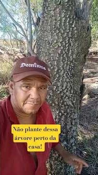 This type of tree causes many accidents if planted near the house! #trees