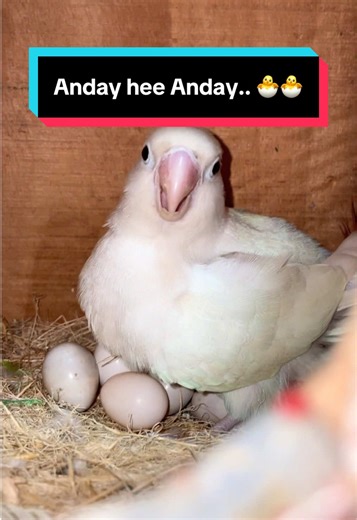 Breeding Update on Parrots: All About Their Care