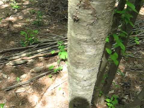 Tree Identification: Pin Cherry