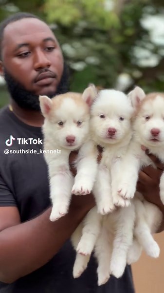 Did you know that dogs are great coping mechanisms for coping with Anxiety ☎️Call or whatsapp 1-868-686-3214 for any additional information #dogs #cutedogs #dogsoftiktok #viral #fyp #fyppppppppppppppppppppppp #fypシ゚viral #dogsoftiktok #dog #dogs #cute #cutepuppy #cutepuppies #husky #huskypuppy #huskypuppies #huskylife #siberianhusky #huskiesoftiktok #malamute #malamutesoftiktok #huskymalamute #trending #caribbeantiktokeurs🇭🇹🇬🇾🇹🇹🇸🇷🇯🇲 #caribbeantiktokeurs #trinitiktokers🇹🇹🆙️🔥 #trini_