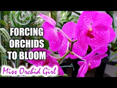 Forcing Orchids into blooming #1 - When is the bloom season