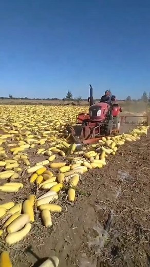 30K views · 102 reactions | Crazy Harvesting Machine | Agricultral Harvers | Facebook