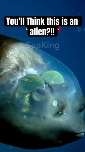 This Fish Has a Transparent Head?! #didyouknow #oceanfacts #Shorts #DeepSea #oceanmysteries
