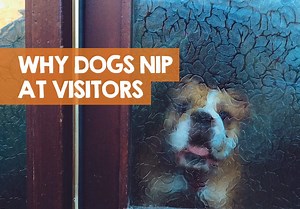 Why Is My Dog Nipping at Visitors? (How to Stop Biting Guests)