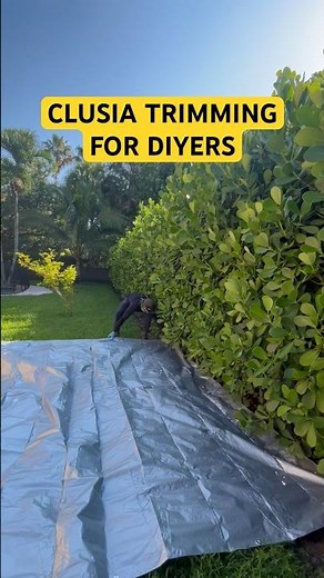 QUICK Clusia Trimming Tips for DIYers. #diy #howto #clusiatrimming #clusiahedge #lawncare #yardwork