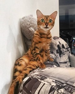 45K views · 1.6K reactions | “Jack, I want u to draw me like one of ur French girlsSoundOn #Titanic #AngelBengal #actress | Angel Bengal | Facebook