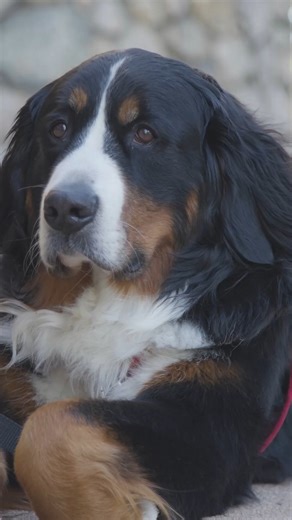 Providence College on Instagram: "During a heavy week on campus and across our community, moments of calm can matter. Finnegan, the Personal Counseling Center’s certified therapy dog, is here to offer comfort, connection, and a quiet pause — especially during finals. Students can sign up on Thursdays to spend time with Finny at the Personal Counseling Center. Sign-ups open on Thursday mornings and are first come, first served. Learn more: https://news.providence.edu/meet-finnegan-the-pet-therapy