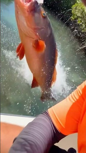 Big Fish Takes the Bait! 😱🎣 | Amazing Fishing Moment