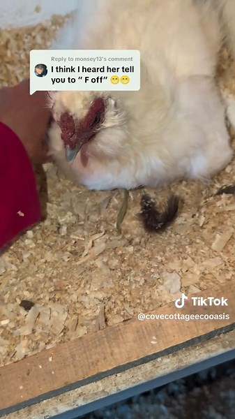 Raising Happy Chickens: A Guide to Egg Production