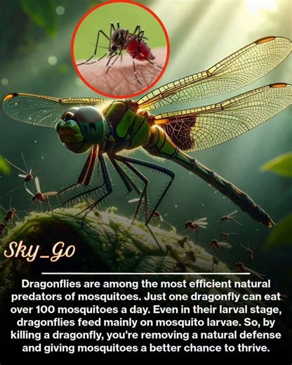 Sky_Go on Instagram: "Dragonflies rank among nature’s most formidable and efficient predators of mosquitoes, playing a vital role in keeping these disease-carrying pests in check. A single adult dragonfly, with its exceptional aerial agility and keen eyesight, can consume more than one hundred mosquitoes in a single day. This impressive feeding rate stems from their predatory prowess: dragonflies are swift, precise hunters capable of catching prey mid-flight with a success rate that often exceed