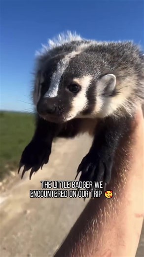 Cute American Badgers 🦡 #cute #badger #fyp #animals #wild | honey badger