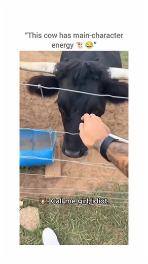 CowUniverse on Instagram: "They say cows are chill. This one missed that memo. 😌🐮 Every step feels intentional. Every look says, “Yes… this is about me.” 👀✨ You call her name once— and suddenly it’s a full performance. 🎭 Why is she in my space? Why is she checking my pockets? Why does she care so much? 🤔😂 One moment she’s dramatic. Next moment she’s clingy. Then somehow… she’s on the roof. 🏠🐄 No explanation. No regrets. Just vibes. 😎 She’s not asking for attention— she’s demanding it. �