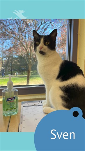 1.7K views · 38 reactions | Happy Caturday! Meet Sven! Sven came to...