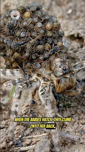 Spider Mothers carry their babies 🕷️
