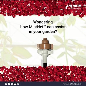 2.2K views · 20 reactions | Transform your delicate flower crops with MistNet™ by Netafim! Experience ultra-precise cooling and humidification tailored for roses and orchids. Our fine static mister delivers targeted under-canopy care, ensuring no foliage damage and easy maintenance. Discover the difference today #Netafim #Netafimindia #MistNet For more info, visit https://www.netafimindia.com/ | Netafim India | Facebook