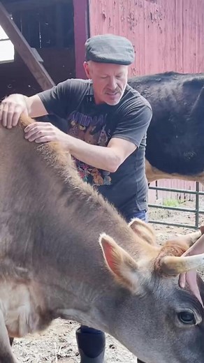 28K views · 806 reactions | COW CHIROPRACTOR??  #reels #cow #chiropractor #animals #pet #viral | Animal Cracker | Facebook