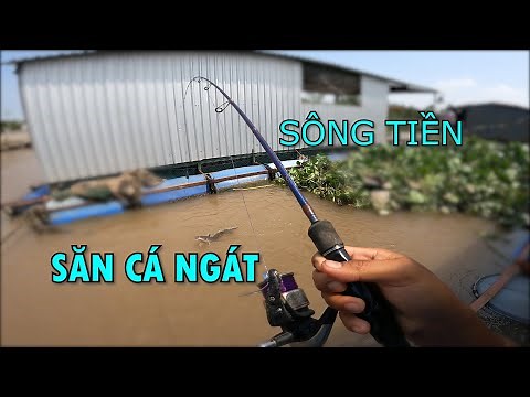 CÂU CÁ MIỀN TÂY | ĐI SĂN CÁ NGÁT VÀ CÁ DỨA SÔNG TIỀN