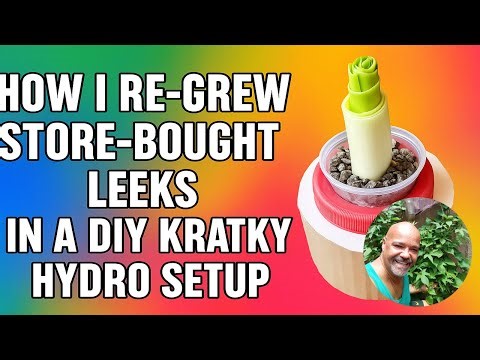 How I Re Grew Store Bought Leeks in a DIY Kratky Hydro Setup