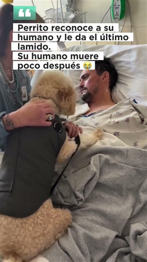 A mother shares the emotional moment of her final goodbye to her son #dog