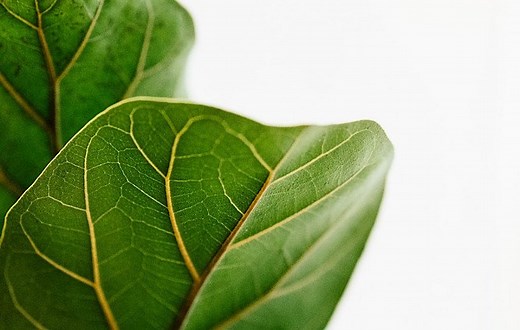 How To Use Insulin Plant Leaves?