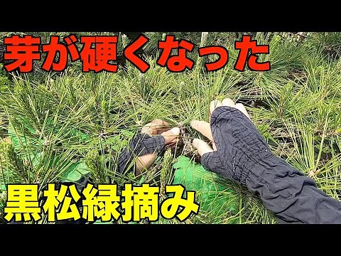 【剪定 pruning 黒松 緑摘み】秋口の剪定が楽しみになる緑摘みを庭師が実演解説