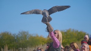 Idaho Life: World Center for Birds of Prey offers up-close encounters with raptors