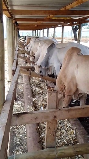 Isiolo feedlot facility. African farm resource center will take you through: Design and construction of feedlots, formulation of beef concentrate. Talk to us on 0768303451 | African Farm Resource Centre