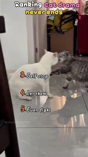 Two cats one problem #shorts #cat #catfight #funnycat