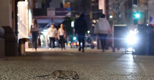Residents in NYC's rat mitigation zones say more should be done