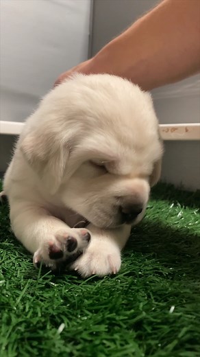 42K views · 3.7K reactions | We've Never Seen Anything This Cute!!   #labrador #puppy | Life With Labradors | Facebook