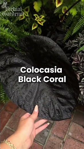 Rare Colocasia Elephant Ear Plants Most People Haven’t Seen