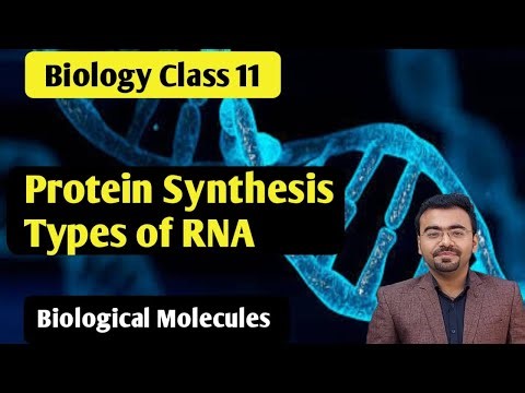 Protein Synthesis | RNA and its types class 11 biology | Gene Expression