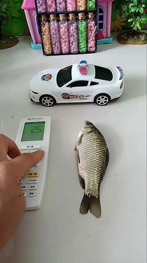 Kids toys real fish toys video #KidsActivities #kidstoys #kidsvideo | Kids Education & Learning