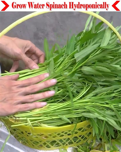 Grow water spinach hydroponically very easily. You don't need much experience to grow it. You can grow water spinach quickly using only cocopeat and cooked rice water. However, you won't understand anything without watching the entire video. So let's watch the video. | Small Vegetable Garden