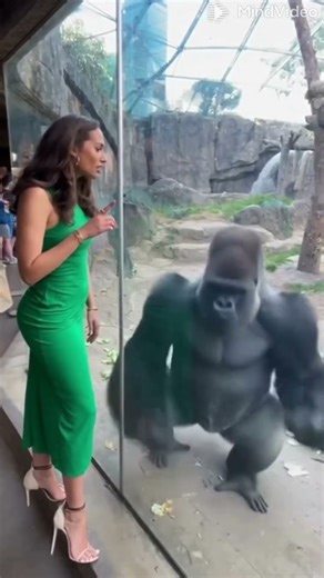 How Can You Be SO UGLY!” Emerald Dress Diva Told the Gorilla… He Showed Her REAL Beauty in BROWN! 👗