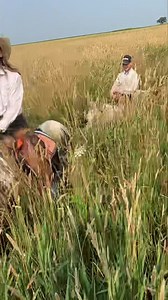 39K views · 549 reactions | The slough is a great place to test a young horse. There are so many things that a horse can be exposed to! Pheasants, deer, coyotes, drop offs, mud, water, tall grass you name it (other than steep hills樂). They go in a bit unsure but by the time you make it through the big slough you have a pretty solid horse! It helps to have a taller horse this year! | Enck's Training LLC | Facebook