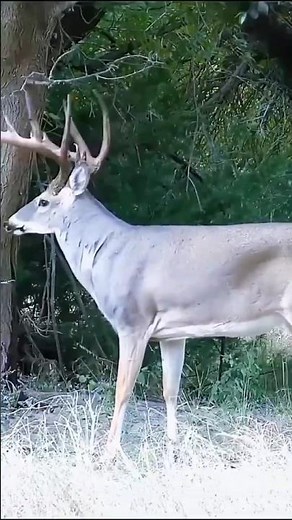 A rare look at traditional wildlife practices of African tribes.